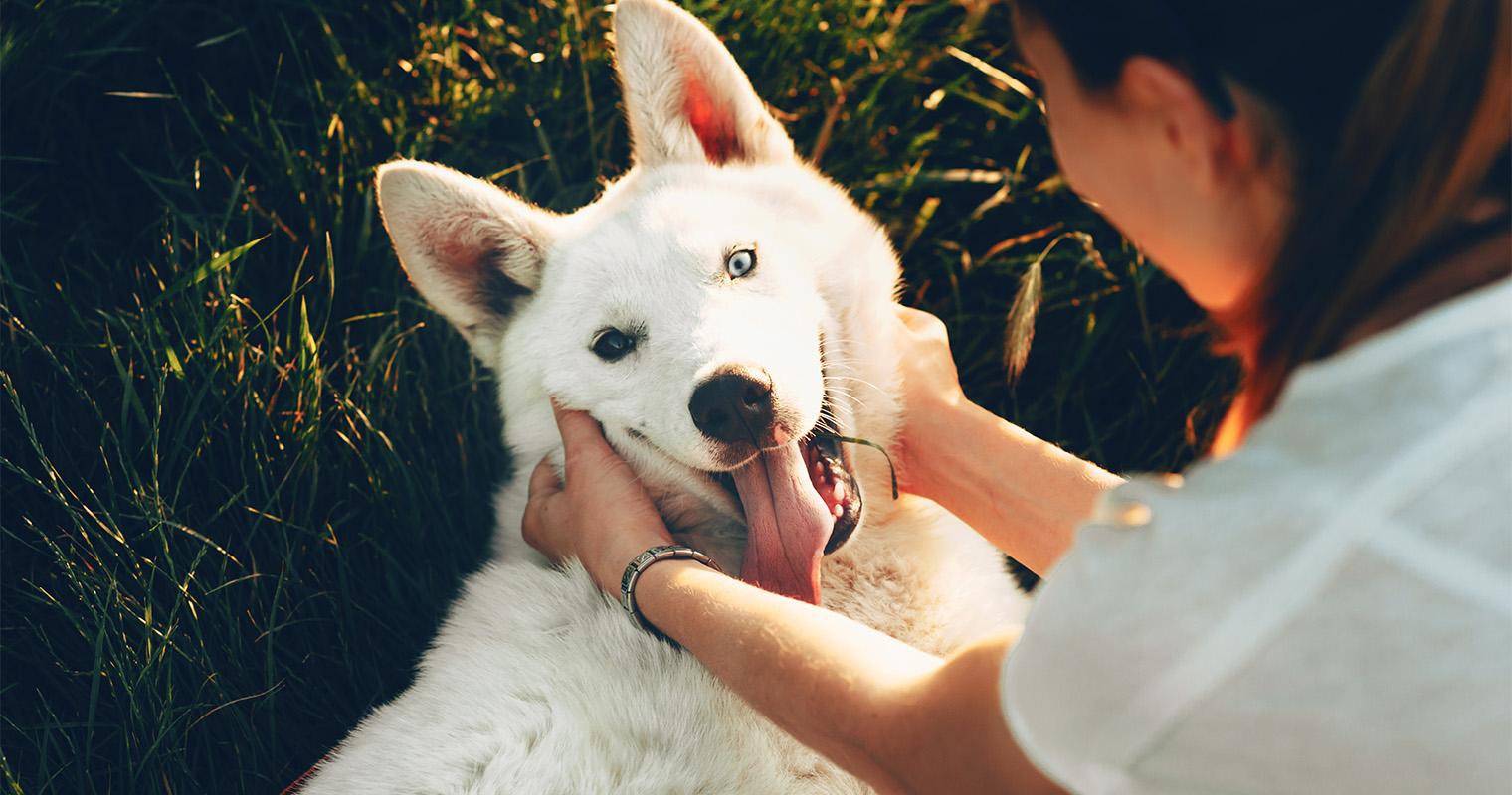 How to Take Effective Shelter Pet Photos