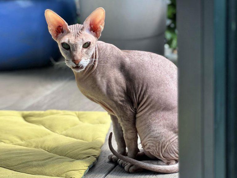 hairless Peterbald cat