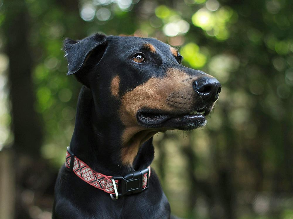 Doberman Pinscher