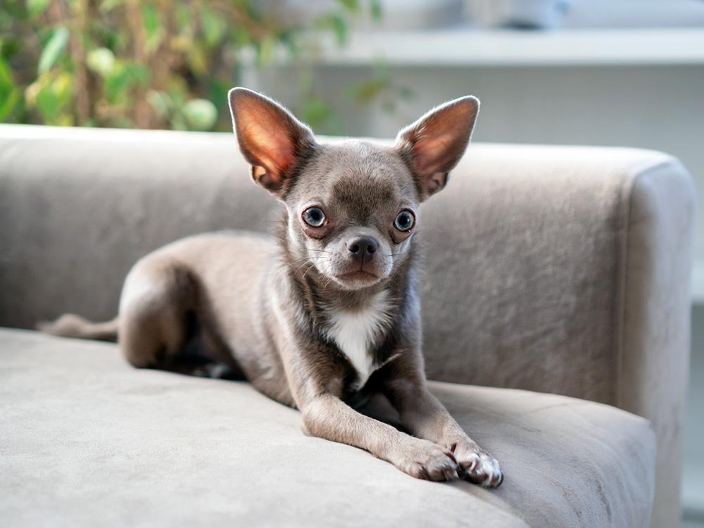 Apple head chihuahua sits on sofa