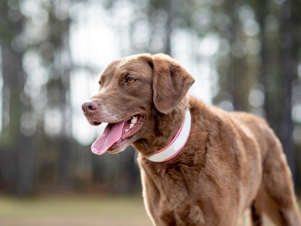 large chesapeake bay retriever standing in field