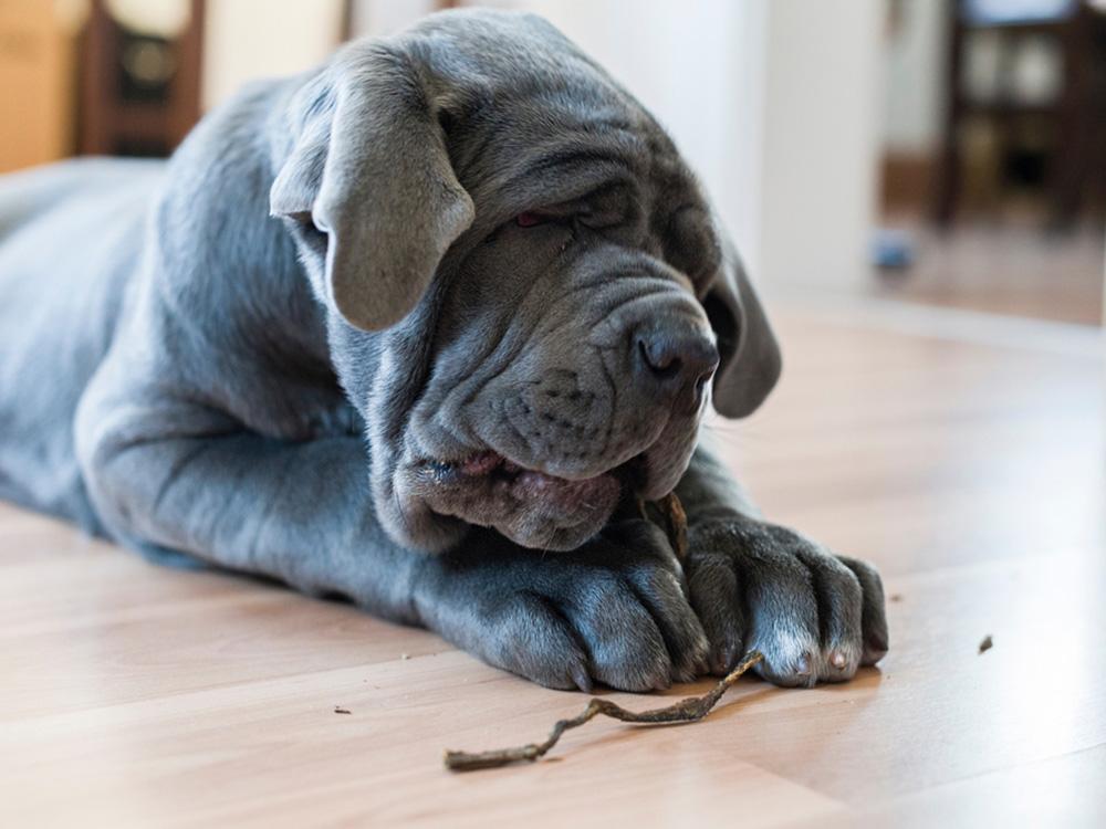 Neapolitan mastiff chewing on toys