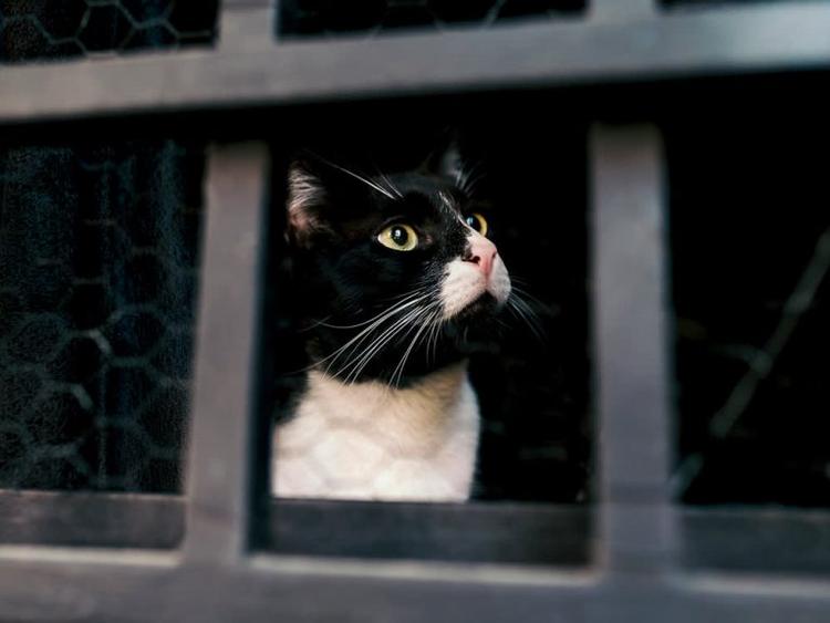 The 5 Top Reasons Cats Are Taken to Shelters (And How to Prevent Surrendering Them)
