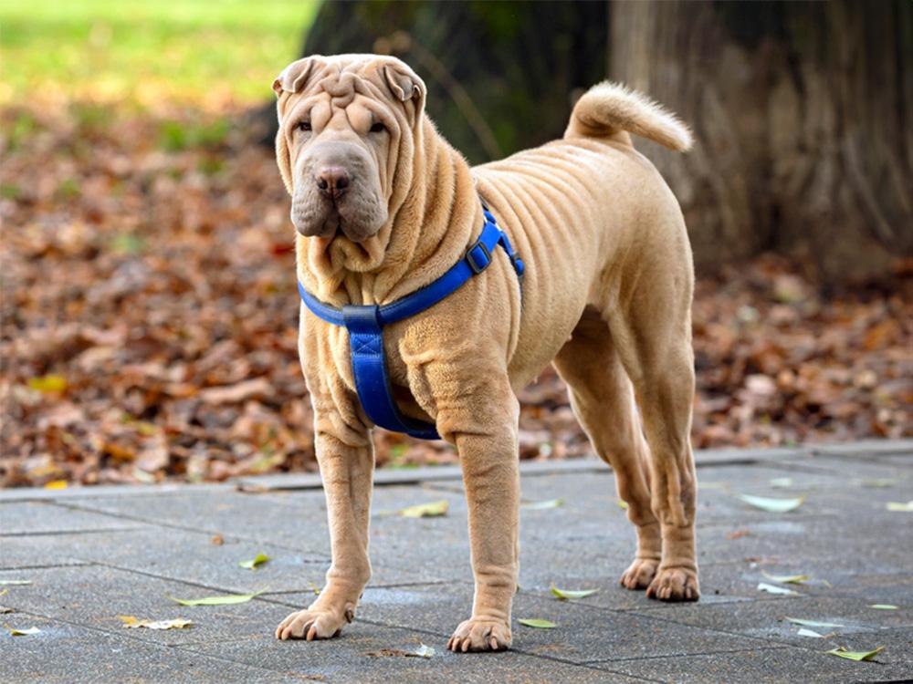 wrinkly shar pei