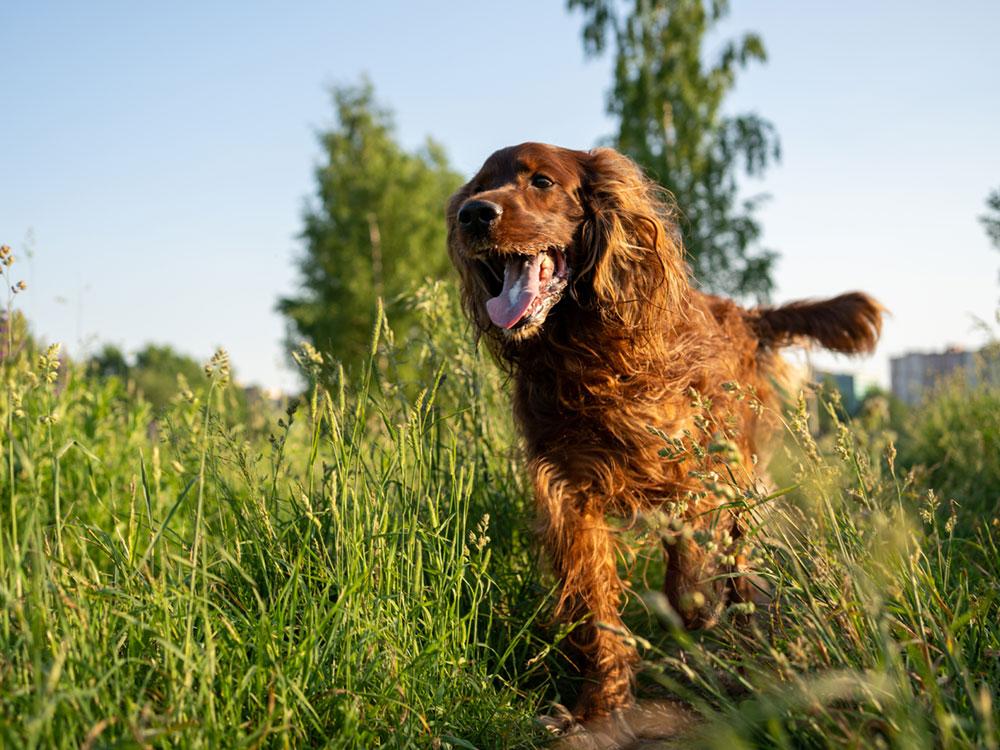 irish setter running through yard