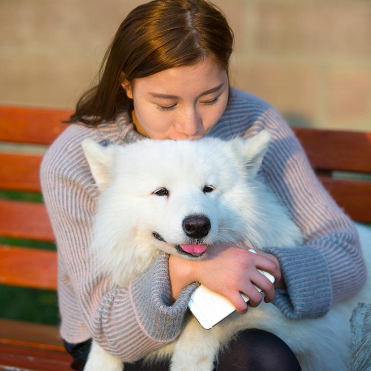 18 Fluffy Dog Breeds: Big and Small