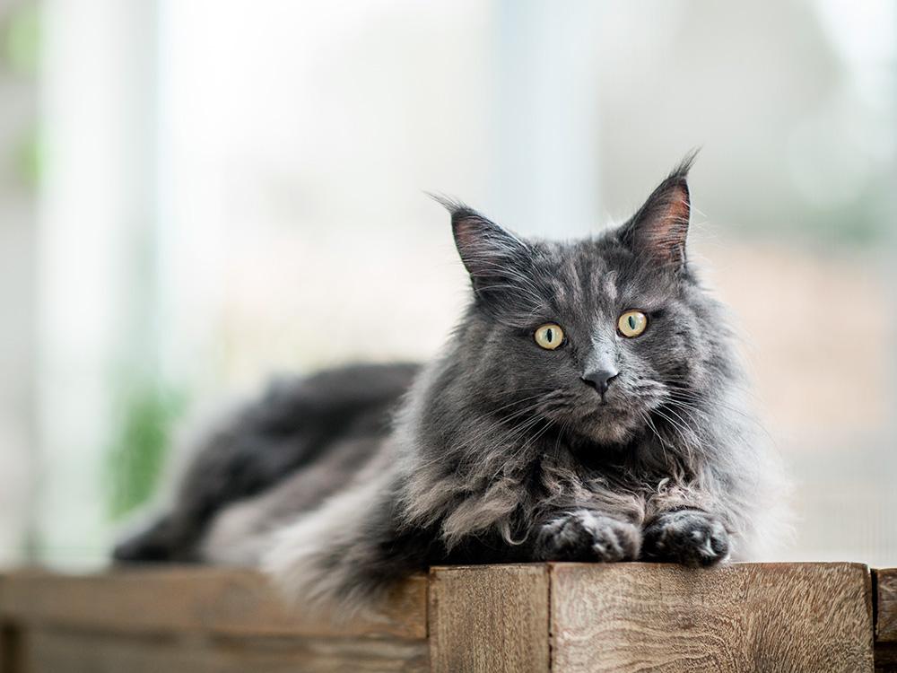 Gray maine coon cat on deck