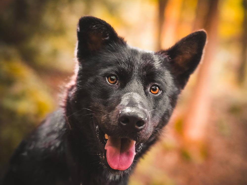 husky akita dog