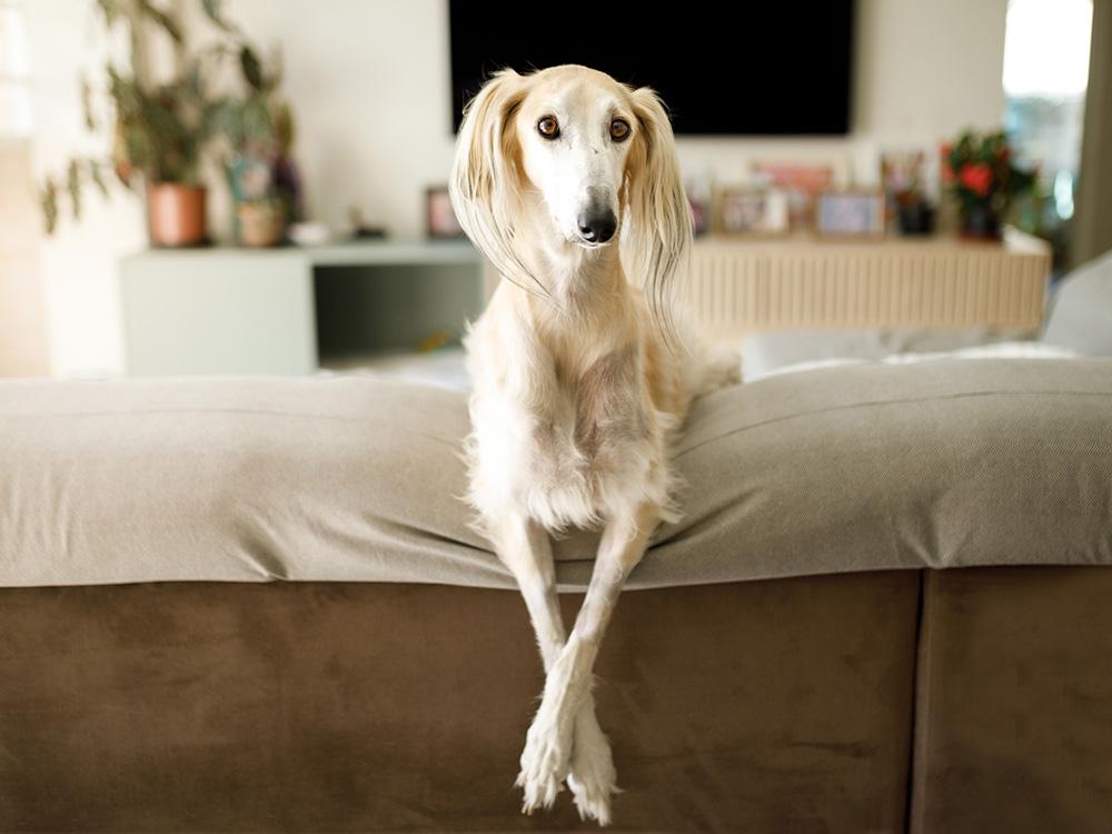 Saluki on sofa