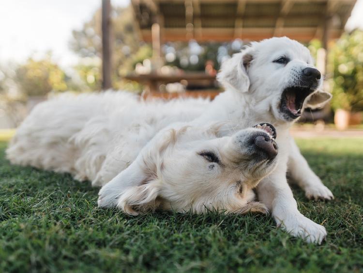 Should You Adopt a Puppy When You Have an Older Dog?