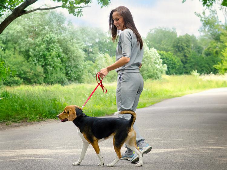 Take a Shelter Dog for a Walk and Earn Credits
